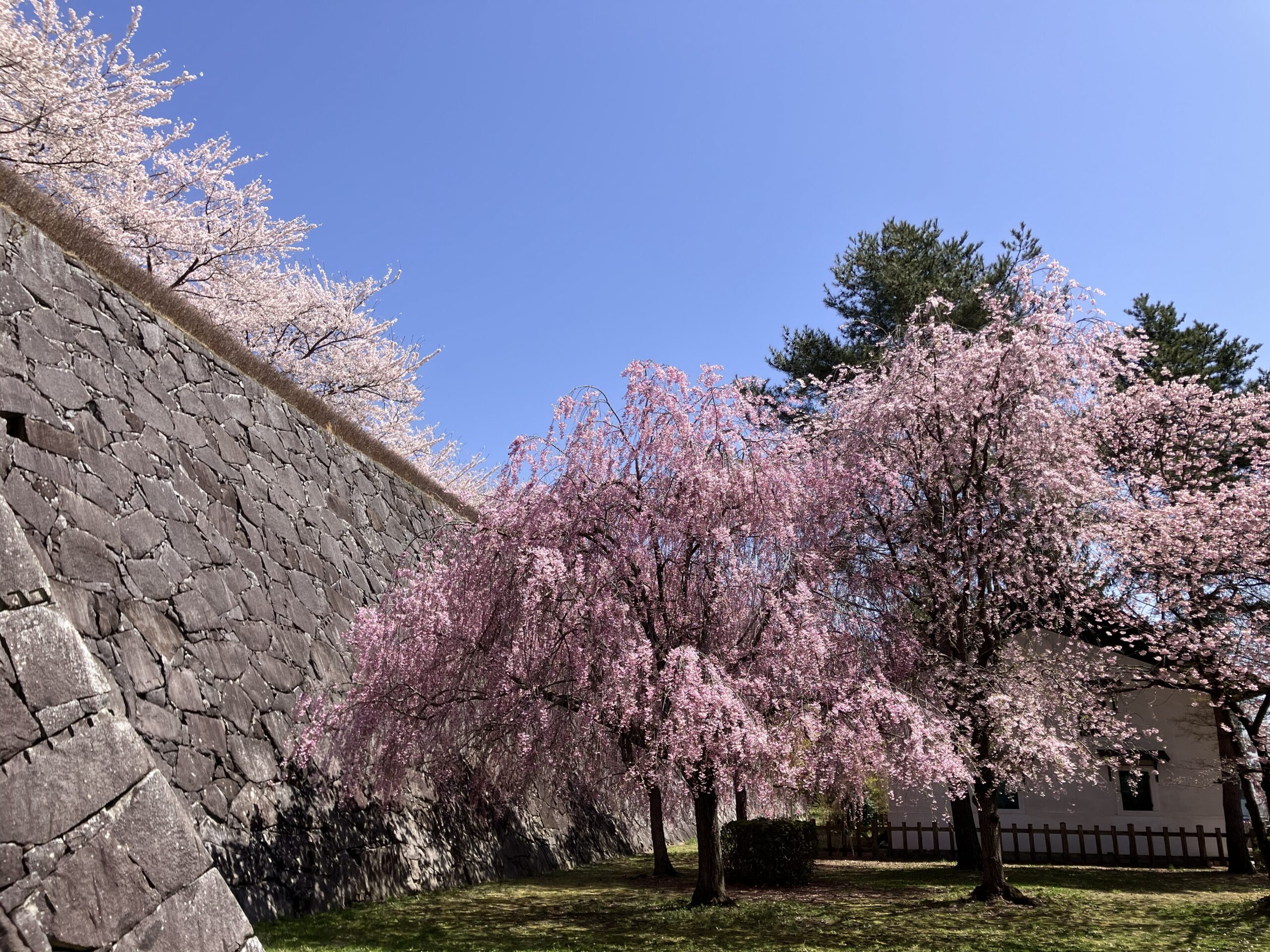 岩手（盛岡市内丸）の桜も満開です